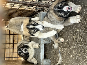 Ciobanesc Romanesc Carpatin din parinti cu Pedigree - imagine 3