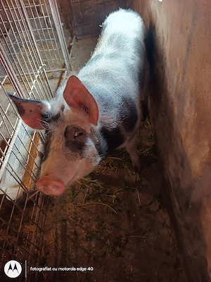 vand porc si purcea 