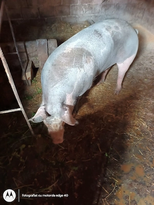 vand porc sau purcea  - imagine 4