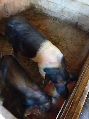 porci.de.vanzare