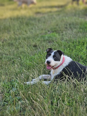 Ofer spre adoptie metis de Amstaff - imagine 3