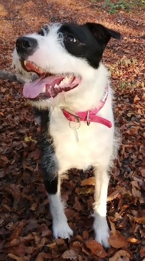 Ofer spre adoptie metis de Amstaff - imagine 2