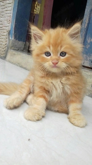 Maine Coon 