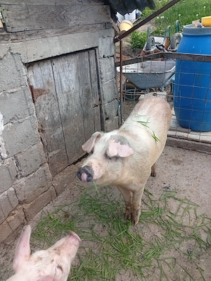 Porc castrat de vânzare  - imagine 2