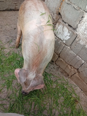 Porc castrat de vânzare 