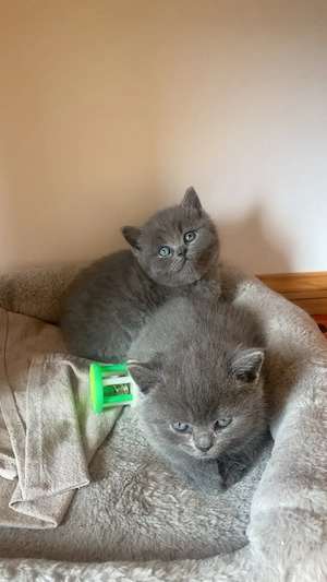pui british shorthair