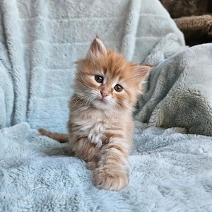 Siberian de Padure 