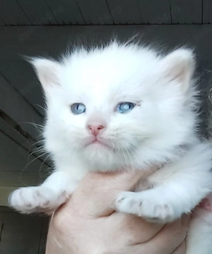 pui angora turcească  - imagine 3