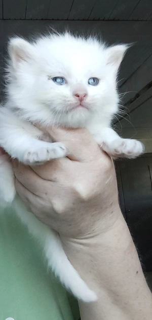 pui angora turcească  - imagine 2
