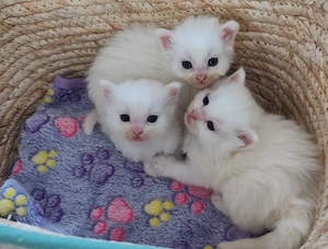 pui angora turcească  - imagine 4