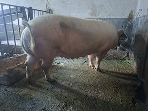 Vand scroafa 230kg 