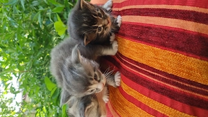Maine coon kittens with pedigree 