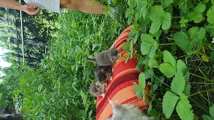 Maine Coon with pedigree  - imagine 3