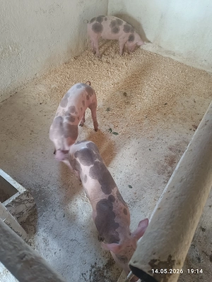 6 Mascorași Pietran belgian 25-30 kg - imagine 2