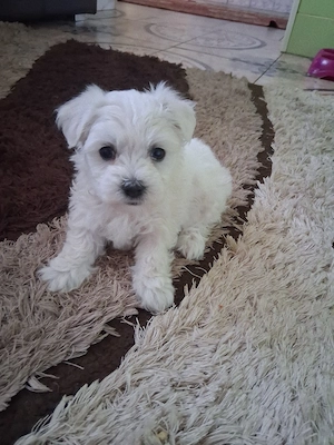 Pui bichon maltez 