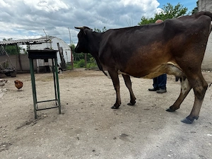 Vaca bruna romaneasca de talie mare 