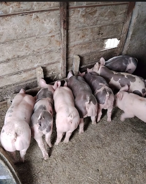 vand porci pietrain