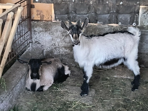Iezi de vânzare 