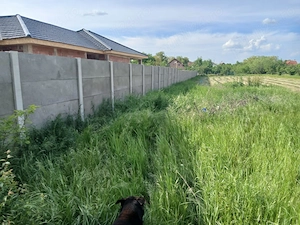 Vând teren intravilan 1438 mp în Denta, jud. Timiș   Toate utilitățile - imagine 2