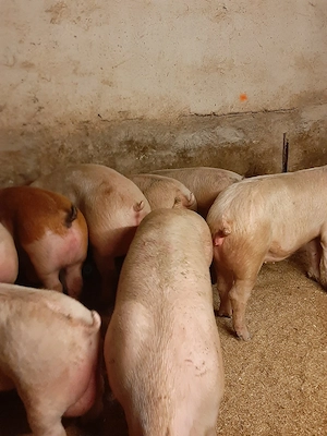 vând purcei și soldani  porci mari  - imagine 2