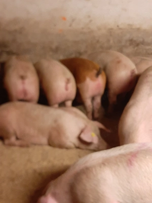 Vând purcei și soldani. porci mari diferite mărimi  - imagine 3