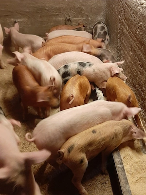 vând purcei și soldani  porci mari  - imagine 3