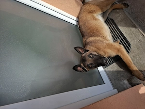 Vând câine ciobănesc belgian malinois - imagine 4