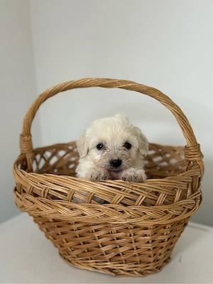 Bichon Maltez Baietel  - imagine 2