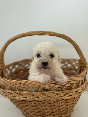 Bichon Maltez Baietel  - imagine 4