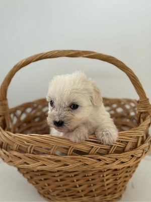 Bichon Maltez Baietel  - imagine 3