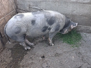 vand porc de sacrificat  - imagine 2