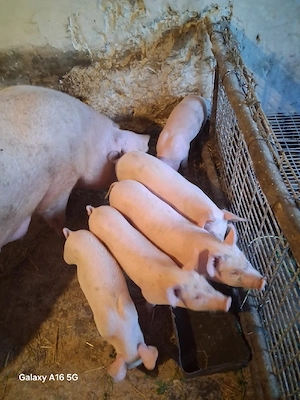 purcei disponibili 6 săptămâni 