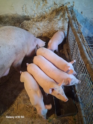 purcei disponibili 6 săptămâni  - imagine 3