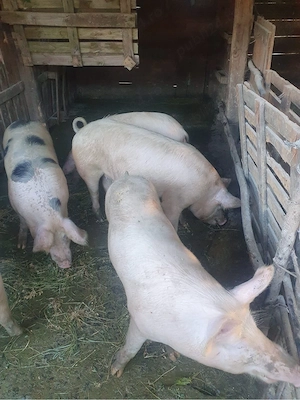 Vând 5 porci - imagine 4