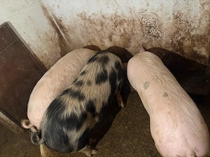 Porci 12 lei kg