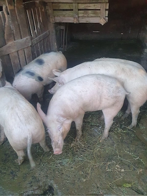 Vând 5 porci