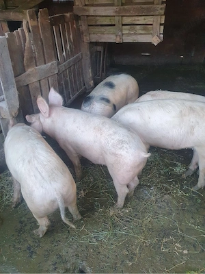 Vând 5 porci - imagine 3