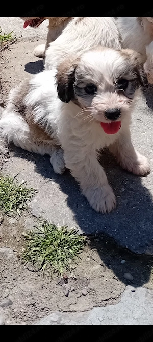 fetiță bichon havanez 