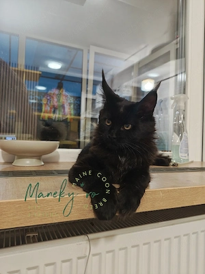 Pui Maine Coon disponibili 