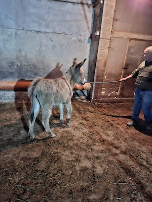 Angajăm persoană pentru muncă la fermă 