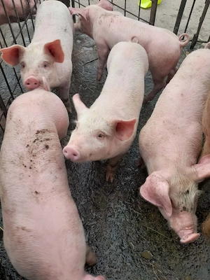 Purcei de vânzare merită văzuți 
