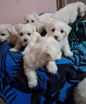 Bichon maltez