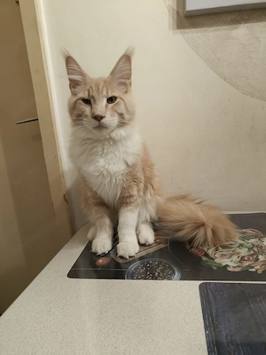 Pui de pisica Maine Coon