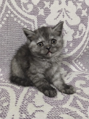 Pisoiasi scottish fold straight long short hair - imagine 2