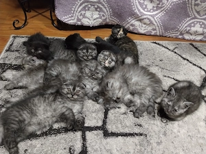 Pisoiasi scottish fold straight long short hair - imagine 3