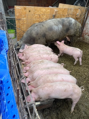 Vand purcei  8 săptămâni 