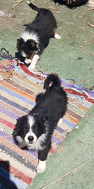           Border         Collie      - imagine 2