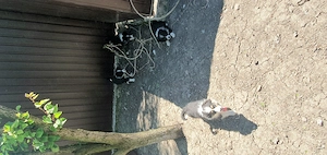            Border         Collie      - imagine 5