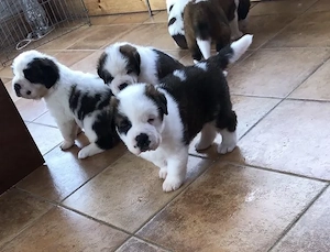 Avem 4 căței Saint Bernard 