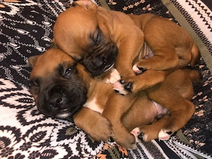 Căței de boxer. Cățelușa noastră 